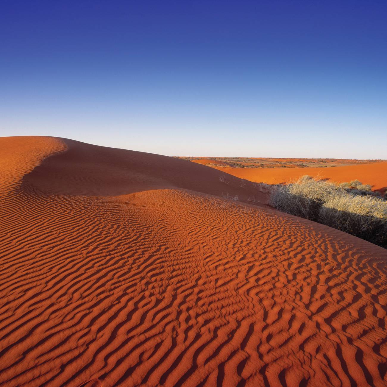 Пустыня гибсона австралия. Пустыни и полупустыни Австралии. Пустыня Гибсона в Австралии. Пустыня Симпсона в Австралии.